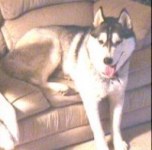 bandit_couch