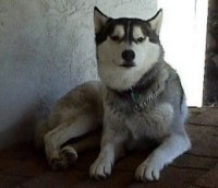 bandit_onhouse