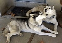 both_laying