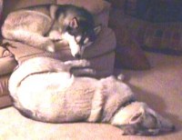 both_sleeping